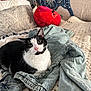 black_and_white, blanket, cat, cozy, denim_jacket, eyes, face, feline, fur, indoor, knitted, pet, pillow, pink_nose, plush_toy, relaxed, resting, soft, tapestry, whiskers