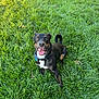 animal, black_dog, brown_dog, canine, collar, cute, dog, friendly, grass, greenery, happy, nature, outdoor, pet, playful, sitting, summer, sunlight, tongue_out, white_patch