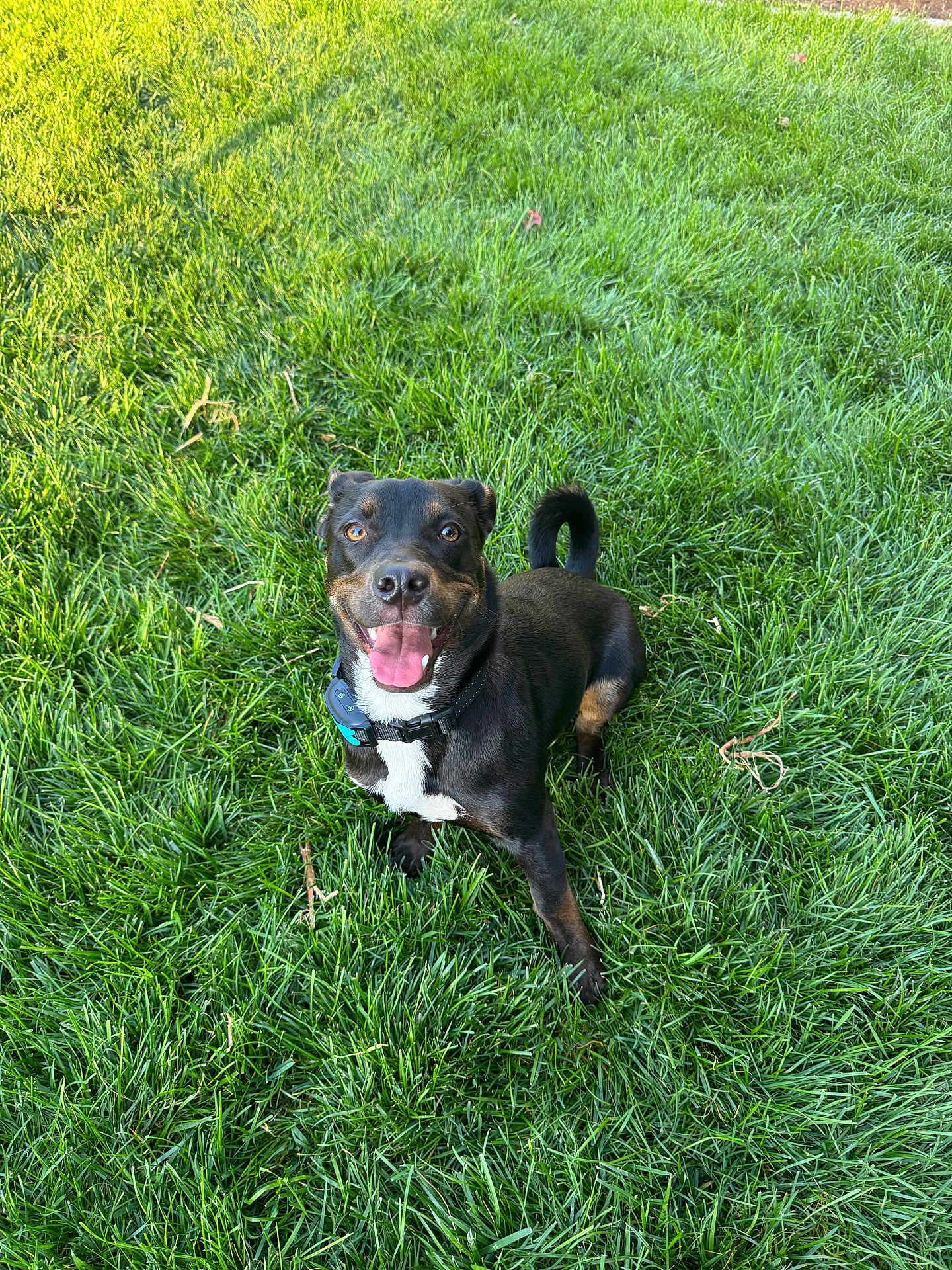 Archie