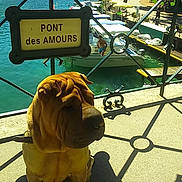 Lino participe au concours pour gagner de l'argent avec cette photo : dog, bridge, water, mountains, sunlight, shadow, iron_railings, outdoor, pet, lake, summer, travel, nature, animal, scenic, daytime, canine, park, fence, leash