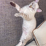 Perle a rejoint le concours — aidez-le/la à gagner de superbes lots ! kitten, cat, pet, couch, pillow, indoor, feline, curious, stretching, fur, whiskers, ears, eyes, home, cozy, relaxing, animal, cute, texture, soft