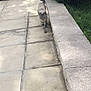 cat, animal, outdoor, pathway, sidewalk, stone, garden, greenery, sunlight, shadow, walking, pet, feline, nature, curious, exploring, daytime, mammal, striped, tail