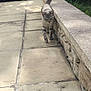 cat, tabby, walking, stone_path, stone_wall, outdoor, daylight, greenery, curious, pet, animal, feline, nature, sidewalk, quiet, exploring, striped, tail_up, alone, sunlight