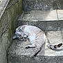 cat, animal, pet, outdoor, stairs, concrete, sunlight, relaxed, playful, feline, grey, striped, tail, paws, lying_down, texture, shadow, nature, daylight, wall