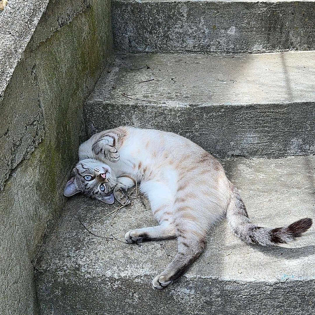 Perle a rejoint le concours — aidez-le/la à gagner de superbes lots ! animal, cat, concrete, daylight, feline, grey, lying_down, nature, outdoor, paws, pet, playful, relaxed, shadow, stairs, striped, sunlight, tail, texture, wall