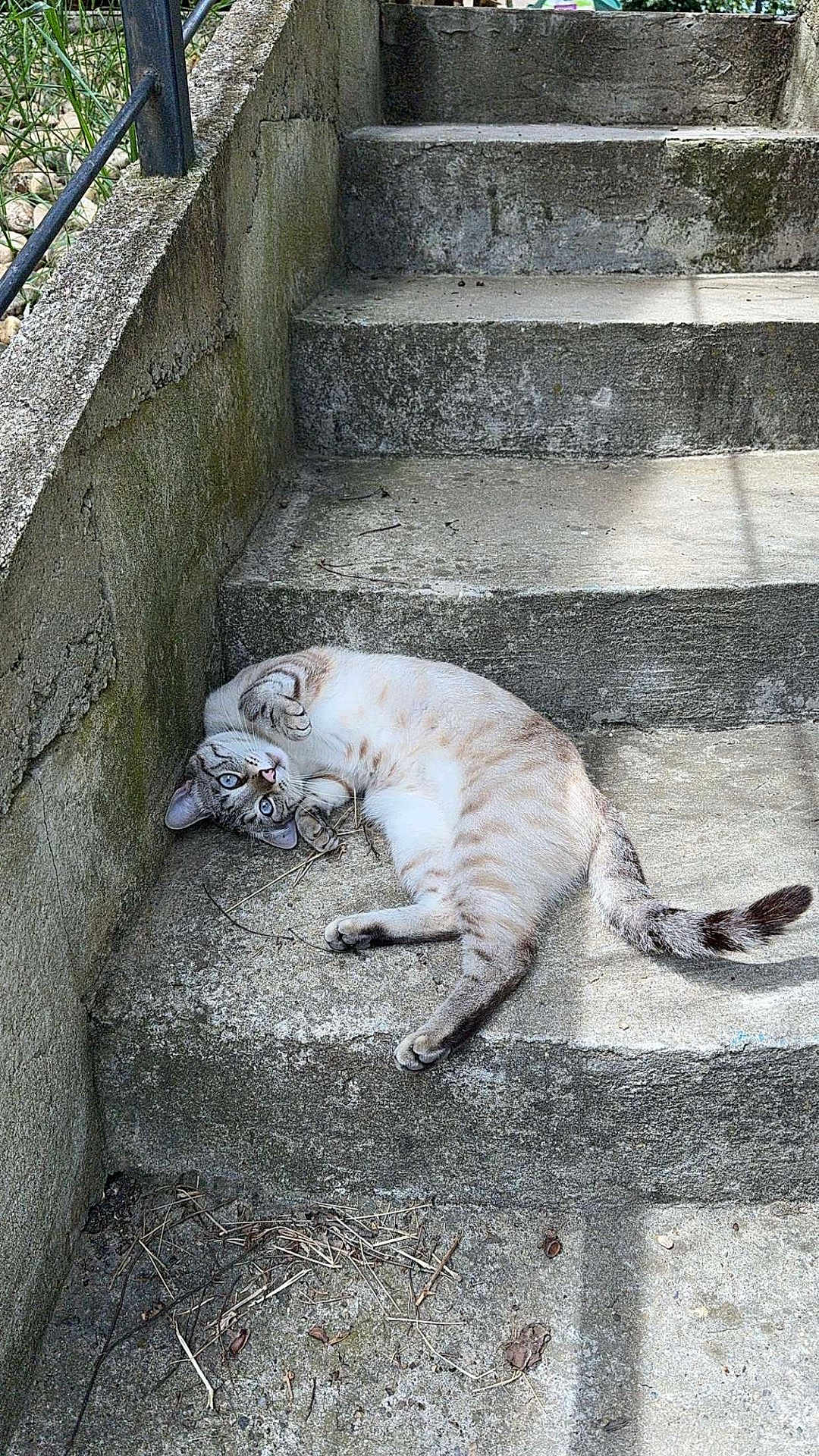 Perle a rejoint le concours — aidez-le/la à gagner de superbes lots ! cat, animal, pet, outdoor, stairs, concrete, sunlight, relaxed, playful, feline, grey, striped, tail, paws, lying_down, texture, shadow, nature, daylight, wall