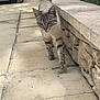 cat, animal, pet, walking, outdoor, stone_path, stone_wall, tail, fur, whiskers, ears, daylight, nature, curious, pavement, mammal, striped, alert, closeup, sidewalk