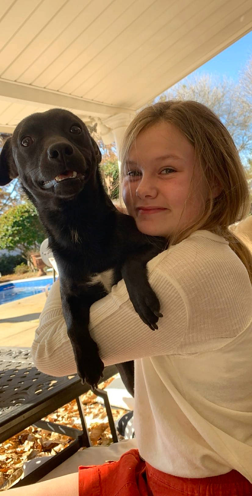 Ollie is registered to the contest to win money with this photo: canidae, carnivore, companion_dog, dog, dog_breed, fawn, labrador_retriever, patterdale_terrier, sporting_group