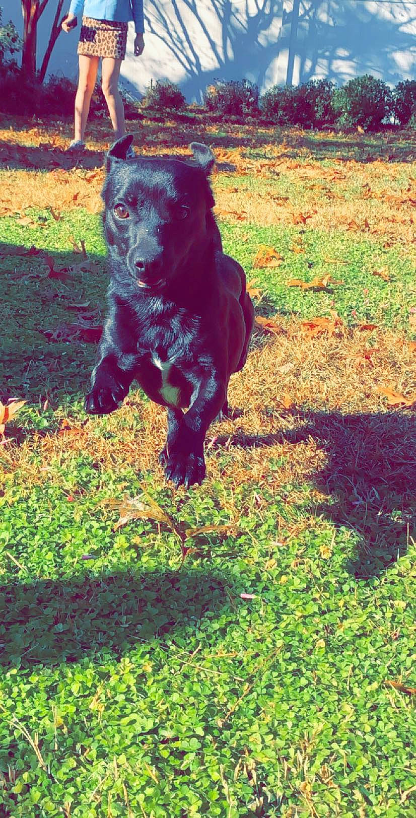 Ollie is registered to the contest to win money with this photo: canidae, carnivore, dog, dog_breed, grass, mammal, newfoundland, sporting_group, vertebrate