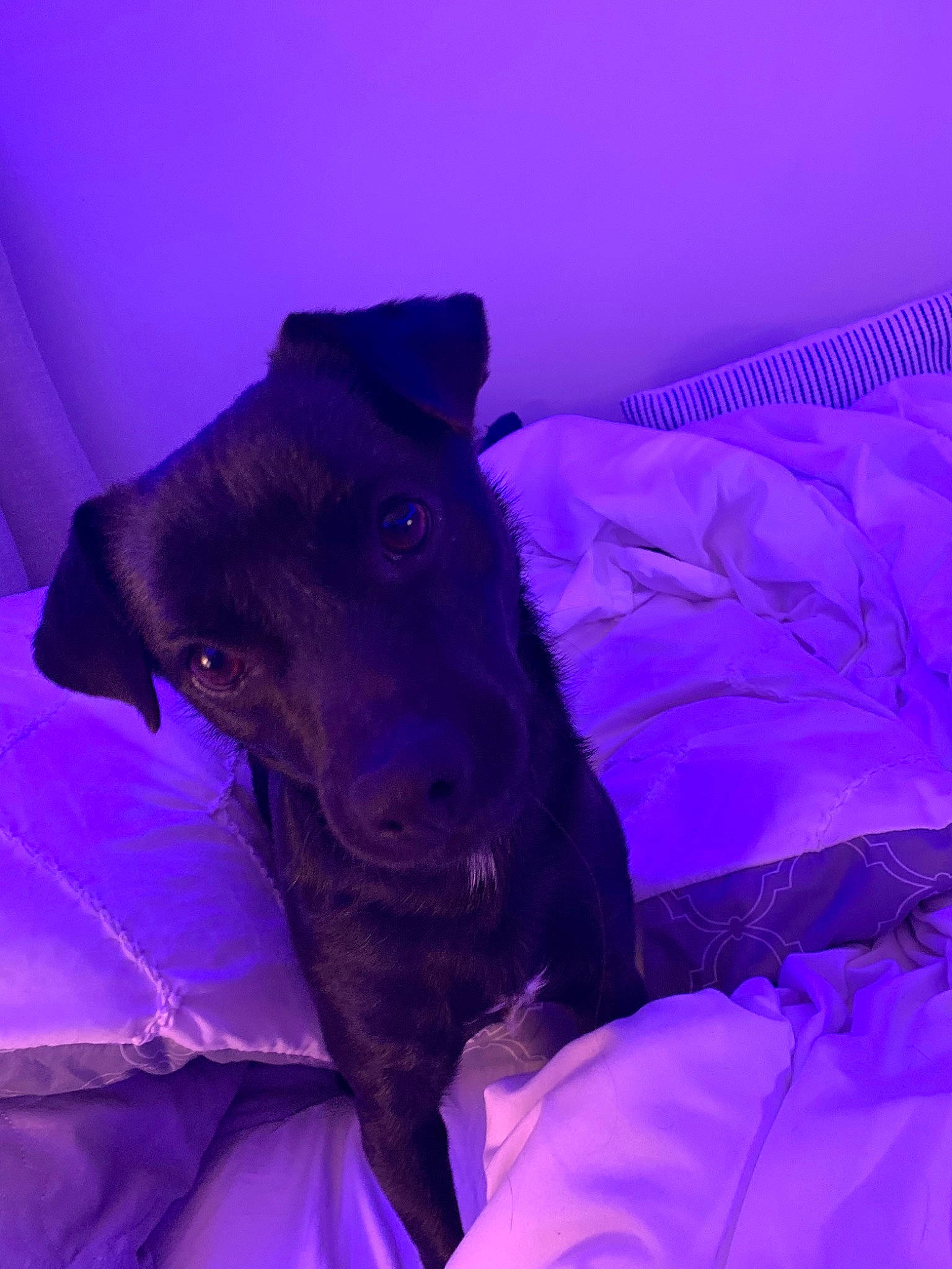Ollie joined the competition — help win amazing prizes! canidae, carnivore, dog, dog_breed, flower, guard_dog, patterdale_terrier, purple, snout, sporting_group, violet
