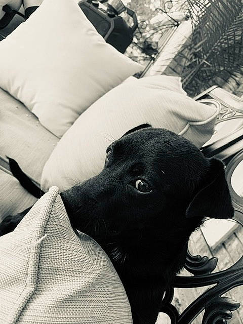 Ollie joined the competition — help win amazing prizes! black, black_and_white, canidae, carnivore, dog, dog_breed, ear, eye, furniture, labrador_retriever, linens, monochrome, pillow, puppy, retriever, snout, sporting_group, style, whiskers