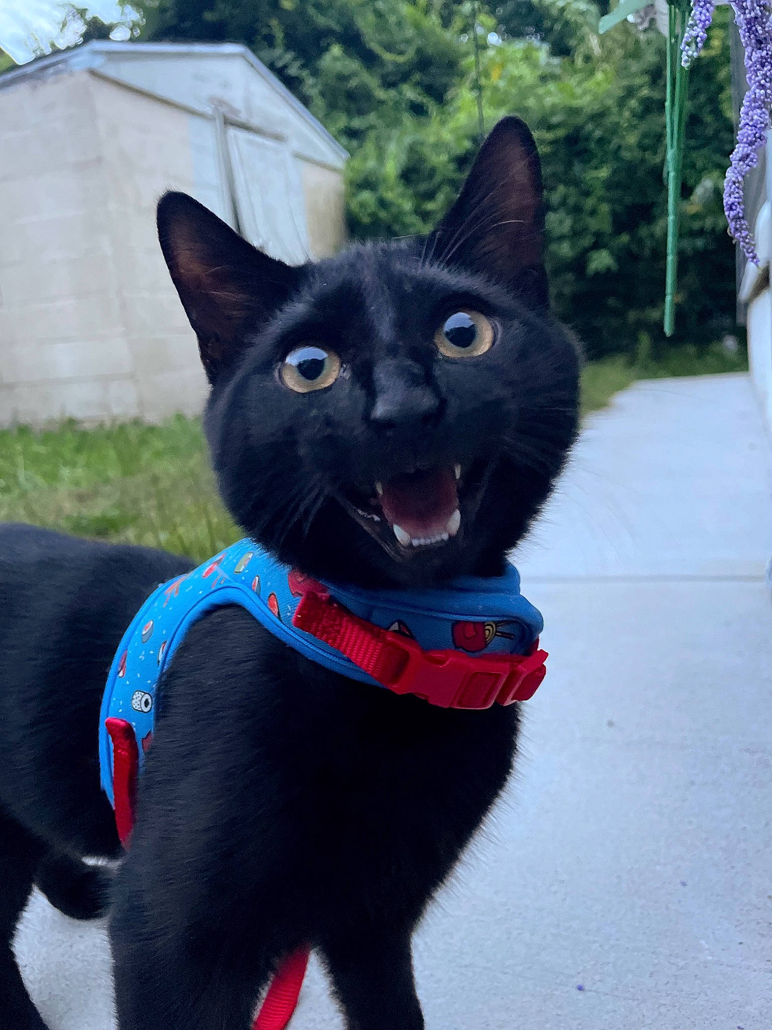 Midna is registered to the contest to win money with this photo: black_cat, bombay, carnivore, cat, collar, dog_breed, domestic_short_haired_cat, electric_blue, felidae, fur, grass, grey, pet_supply, plant, small_to_medium_sized_cats, snout, tail, tree, whiskers, window