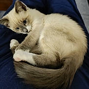 Bianca participe au concours pour gagner de l'argent avec cette photo : kitten, cat, fur, animal, pet, lap, blue_pants, curled_up, resting, cute, domestic_animal, whiskers, tail, ears, indoor, relaxed, soft_fur, young_cat, comfort, sleepy