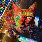 Sage joined the competition — help win amazing prizes! cat, stained_glass, rainbow, colorful, whiskers, close_up, pet, indoor, sunlight, window, reflection, feline, orange_cat, pattern, light, shadow, portrait, animal, vibrant, eye