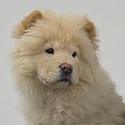 Antonio is registered to the contest to win money with this photo: dog, fluffy, cream_color, curly_fur, pet, animal, portrait, closeup, studio, canine, fur, cute, mammal, indoors, soft, head, ears, nose, expression, background