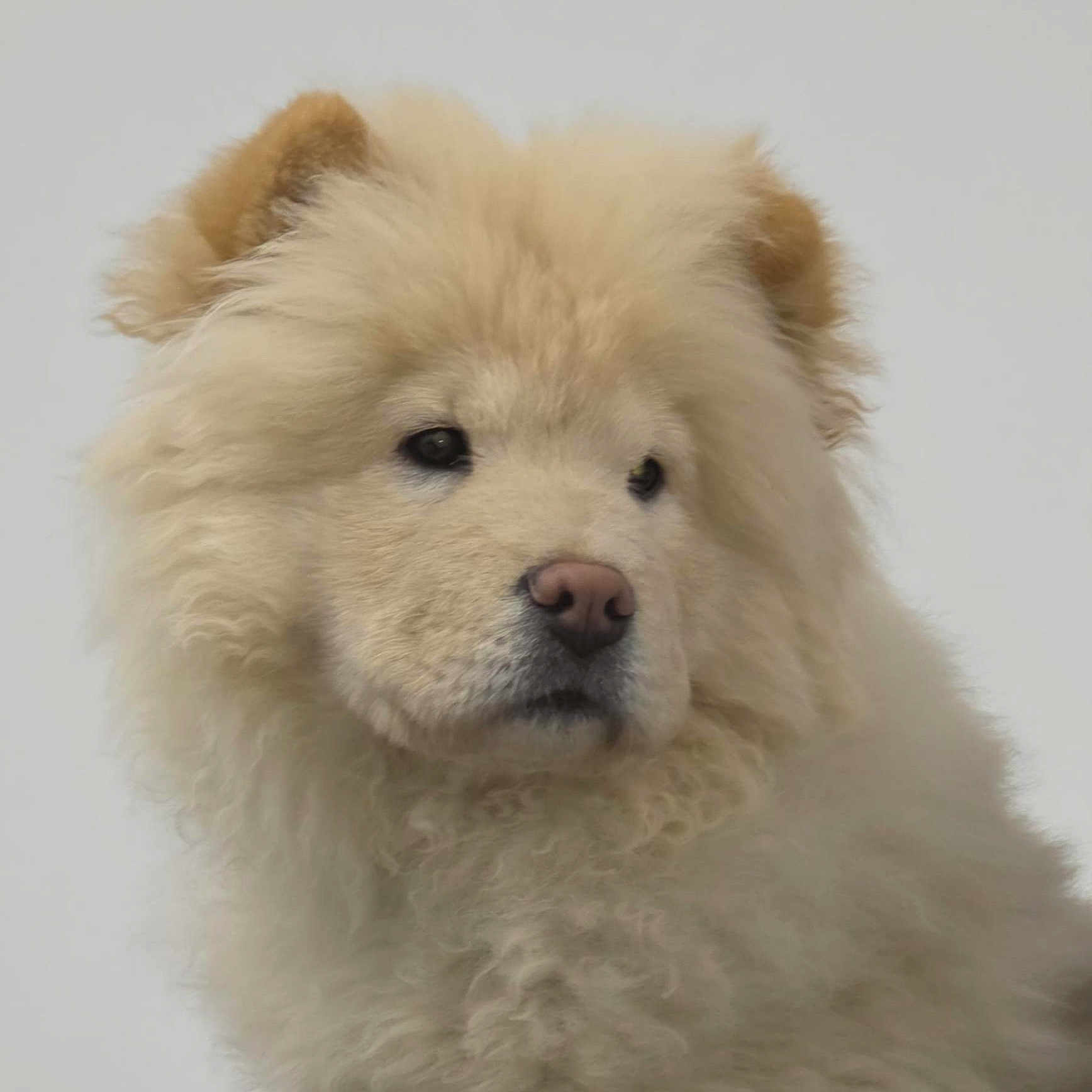 Antonio is registered to the contest to win money with this photo: animal, background, canine, closeup, cream_color, curly_fur, cute, dog, ears, expression, fluffy, fur, head, indoors, mammal, nose, pet, portrait, soft, studio