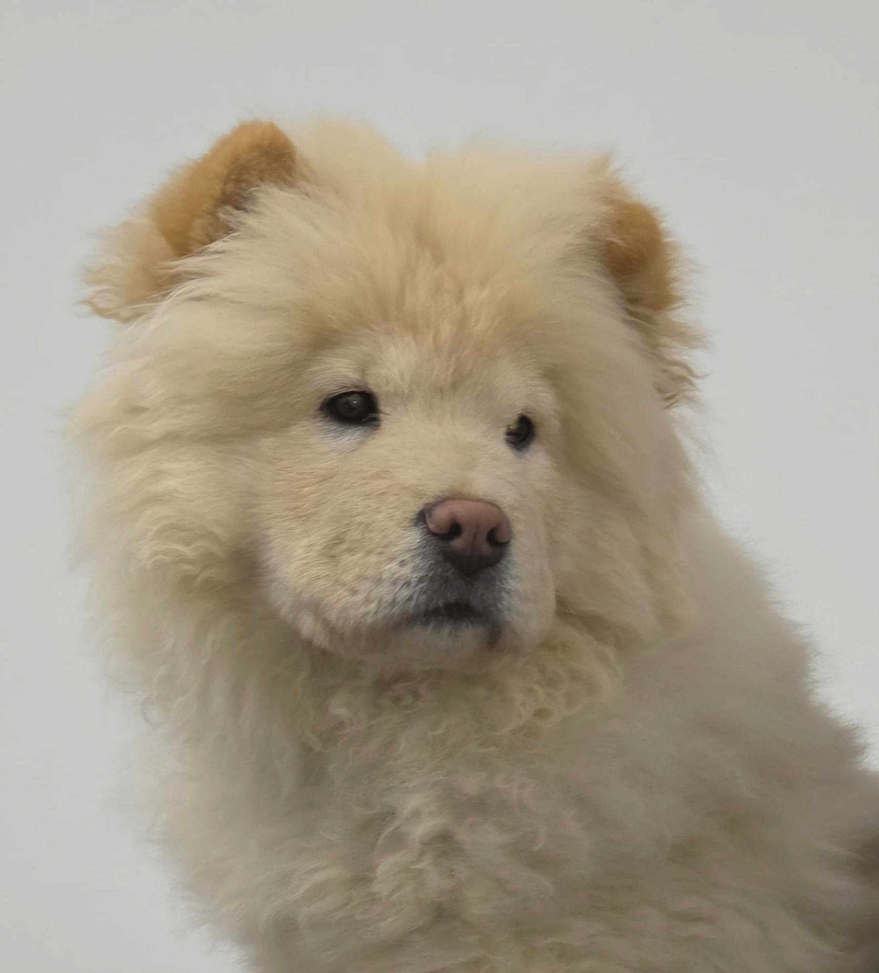 Antonio is registered to the contest to win money with this photo: dog, fluffy, cream_color, curly_fur, pet, animal, portrait, closeup, studio, canine, fur, cute, mammal, indoors, soft, head, ears, nose, expression, background