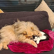 Filou participe au concours pour gagner de l'argent avec cette photo : dog, cat, couch, blanket, pet, animal, sleeping, cozy, indoor, friendship, fur, black_and_white_cat, fluffy_dog, resting, cute, domestic, companion, relaxation, pillow, home