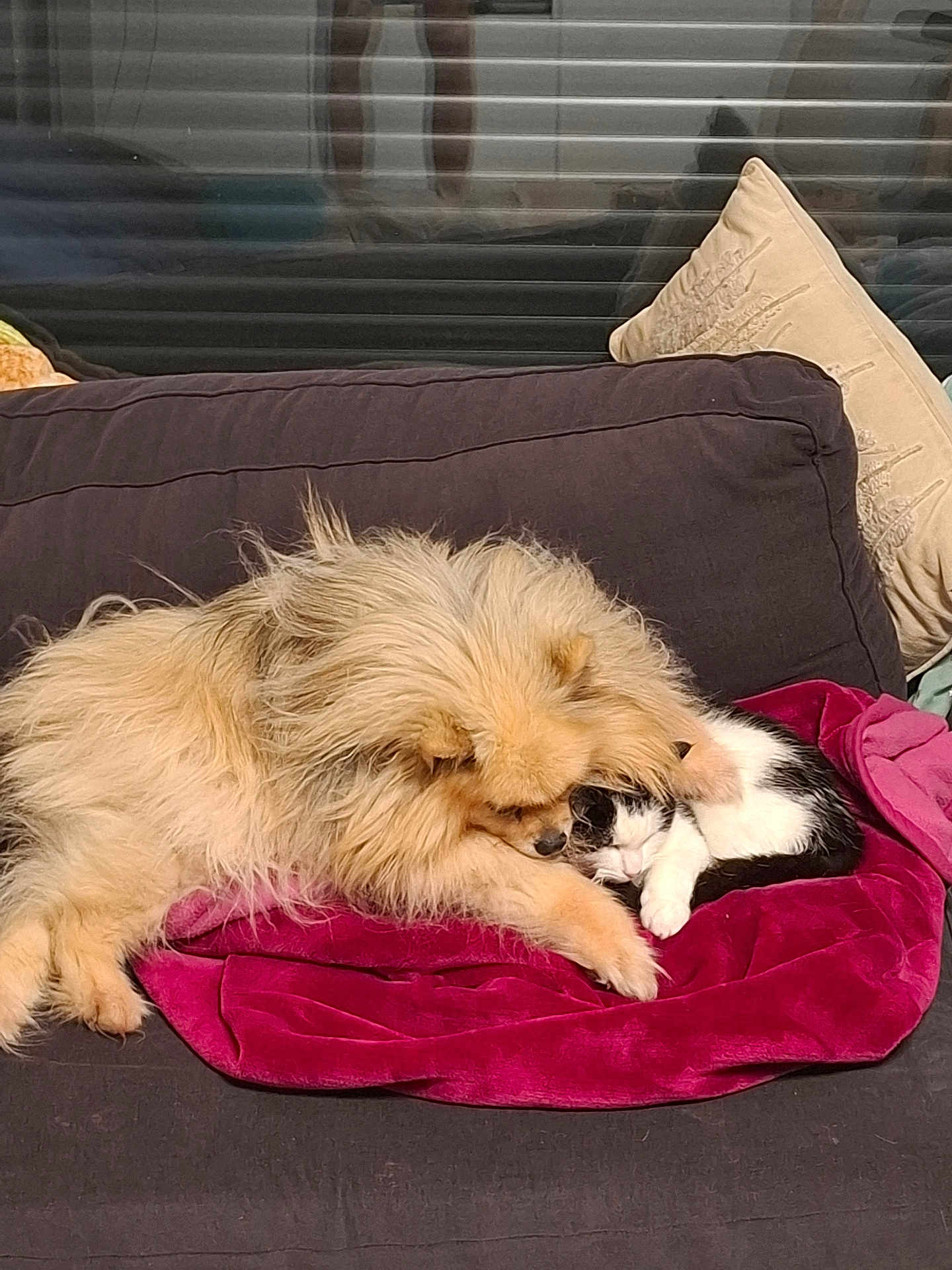 Filou participe au concours pour gagner de l'argent avec cette photo : dog, cat, couch, blanket, pet, animal, sleeping, cozy, indoor, friendship, fur, black_and_white_cat, fluffy_dog, resting, cute, domestic, companion, relaxation, pillow, home