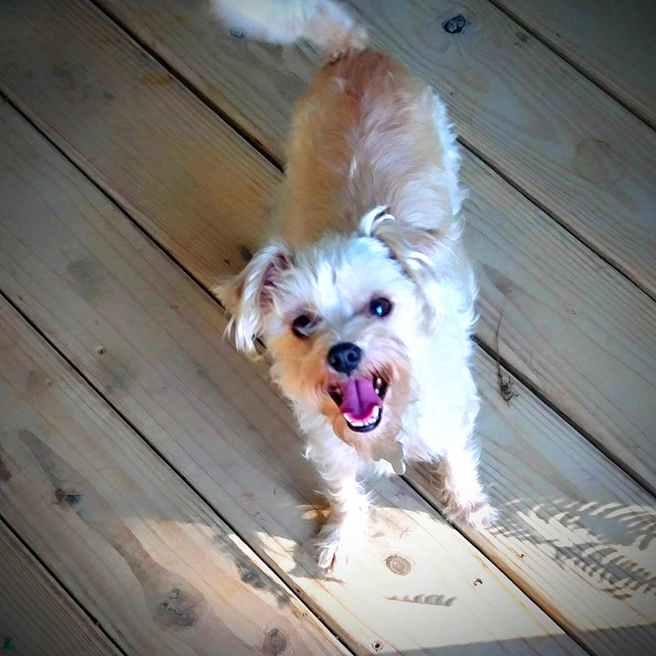 Eevee joined the competition — help win amazing prizes! dog, small_dog, fluffy_fur, white_fur, tan_fur, wooden_deck, sunlight, happy, panting, tail_wagging, pet, canine, outdoor, playful, looking_up, animal, companion, bright, daylight, friendly