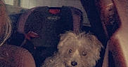 Eevee joined the competition — help win amazing prizes! dog, car, seat, pet, animal, fluffy, indoor, transportation, quiet, curious, dark, vehicle, backseat, furry, companion, travel, domestic_animal, canine, passenger, portrait
