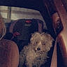 dog, car, seat, pet, animal, fluffy, indoor, transportation, quiet, curious, dark, vehicle, backseat, furry, companion, travel, domestic_animal, canine, passenger, portrait