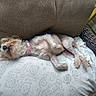 Eevee is registered to the contest to win money with this photo: dog, small_dog, pet, sleeping, collar, pink_collar, couch, pillow, patterned_pillow, wicker_furniture, indoor, relaxed, resting, fur, animal, canine, home, cozy, nap, green_plants