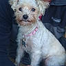 Eevee is registered to the contest to win money with this photo: dog, small_dog, pet, collar, tag, fluffy, white_dog, person, lap, hand, jacket, indoor, cute, animal, fur, face, curious, sitting, companion, cozy