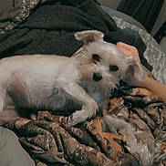 Eevee joined the competition — help win amazing prizes! dog, pet, blanket, person, face, indoor, resting, cozy, couch, fur, white_dog, relaxed, hand, patterned_blanket, bedroom, casual, animal, companion, soft_lighting, candid