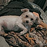 dog, pet, blanket, person, face, indoor, resting, cozy, couch, fur, white_dog, relaxed, hand, patterned_blanket, bedroom, casual, animal, companion, soft_lighting, candid
