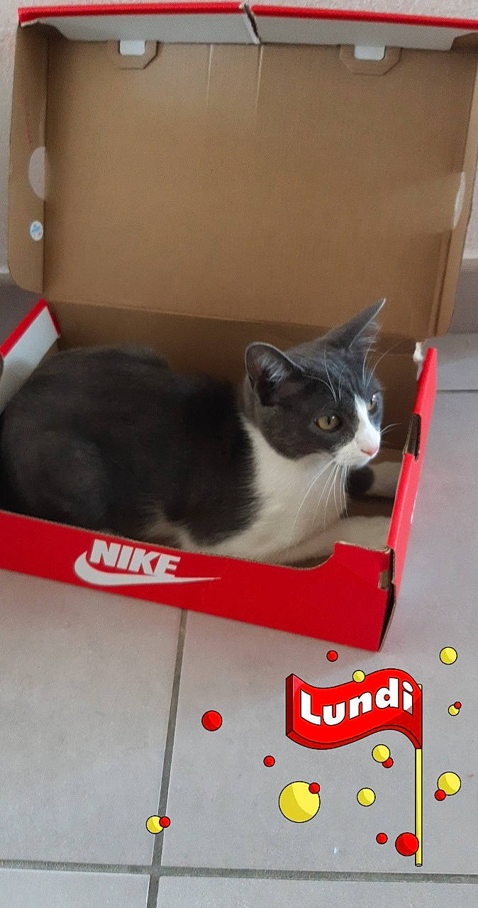 Grisa a rejoint le concours — aidez-le/la à gagner de superbes lots ! box, cardboard, carnivore, carton, cat, cat_supply, comfort, domestic_short_haired_cat, felidae, flooring, fur, packaging_and_labeling, paw, pet_supply, room, small_to_medium_sized_cats, snout, tail, whiskers, window