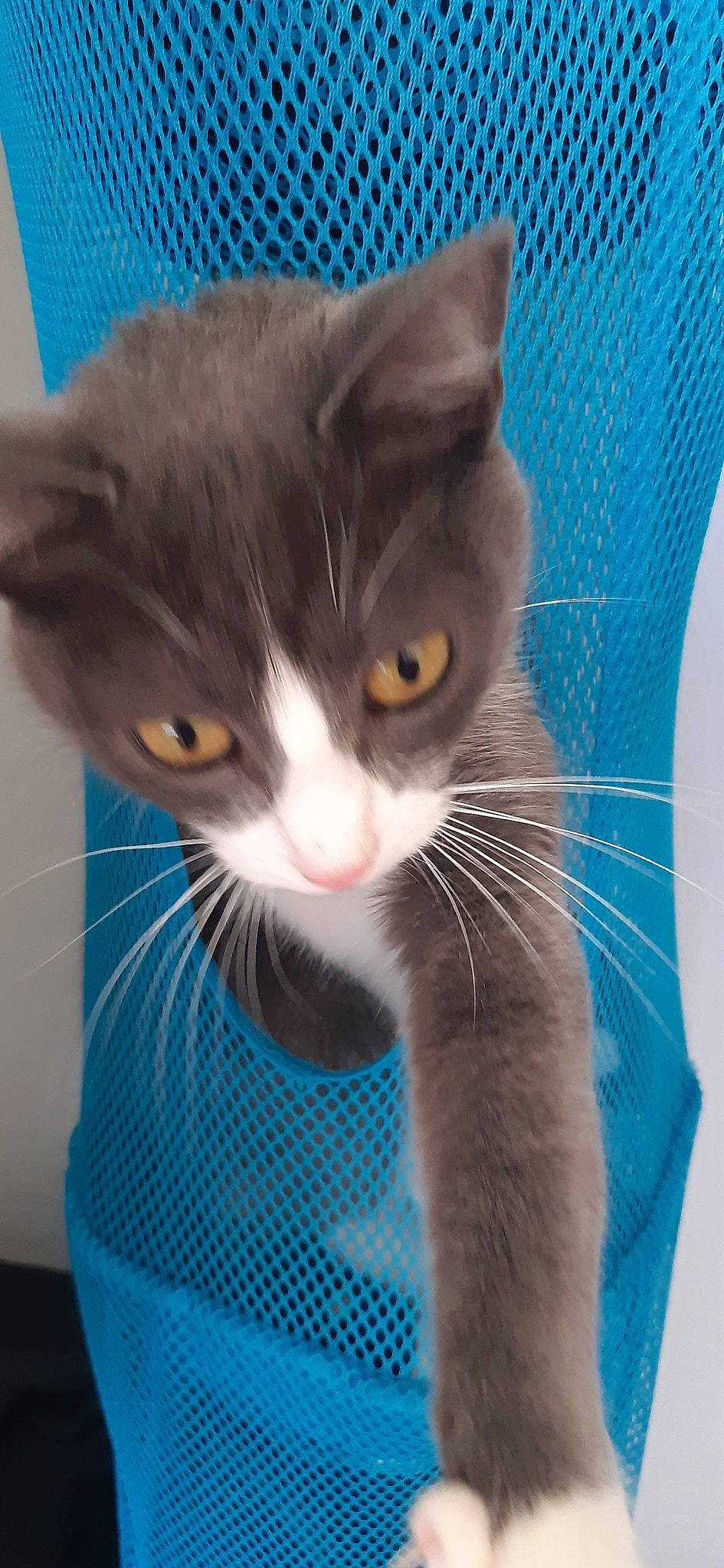 Grisa participe au concours pour gagner de l'argent avec cette photo : azure, box, carnivore, cat, cat_supply, claw, comfort, domestic_short_haired_cat, electric_blue, fawn, felidae, fur, iris, paw, pet_supply, small_to_medium_sized_cats, snout, tail, whiskers
