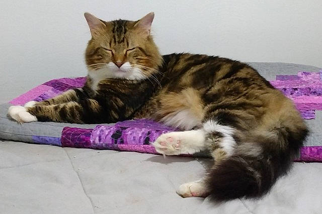 Fuzzy is registered to the contest to win money with this photo: carnivore, cat, cat_supply, claw, comfort, domestic_short_haired_cat, felidae, fur, magenta, paw, small_to_medium_sized_cats, snout, tail, terrestrial_animal, whiskers