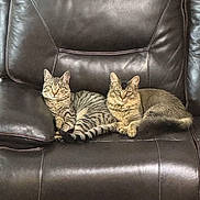 Muffin is registered to the contest to win money with this photo: animal, cat, cats, companion, cozy, domestic_animal, feline, furniture, indoor, leather_couch, long_hair_cat, looking_at_camera, pet, pets, relaxed, resting, sitting, striped_cat, tabby_cat, two_animals