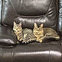 animal, cat, cats, companion, cozy, domestic_animal, feline, furniture, indoor, leather_couch, long_hair_cat, looking_at_camera, pet, pets, relaxed, resting, sitting, striped_cat, tabby_cat, two_animals