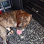 Iron a rejoint le concours — aidez-le/la à gagner de superbes lots ! animal, black, brindle, cabinet, canine, companion, dog, domestic, floor, footwear, indoor, kitchen, looking_up, patterned_floor, paw, pet, sandals, tile, tongue_out, white