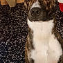 Iron participe au concours pour gagner de l'argent avec cette photo : animal, brindle, brown, canine, closeup, curious, dog, domestic_animal, ears, ears_up, floor, indoor, looking, mammal, pet, portrait, sitting, table, tablecloth, white_chest