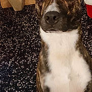 Iron participe au concours pour gagner de l'argent avec cette photo : animal, brindle, brown, canine, closeup, curious, dog, domestic_animal, ears, ears_up, floor, indoor, looking, mammal, pet, portrait, sitting, table, tablecloth, white_chest