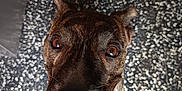Iron a rejoint le concours — aidez-le/la à gagner de superbes lots ! brown_eyes, canine, close_up, dog, ears, face, floor, footwear, happy, indoor, looking_up, mouth_open, pet, shadow, smiling, speckled_floor, teeth, texture, toes, whiskers