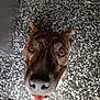 brown_eyes, canine, close_up, dog, ears, face, floor, footwear, happy, indoor, looking_up, mouth_open, pet, shadow, smiling, speckled_floor, teeth, texture, toes, whiskers