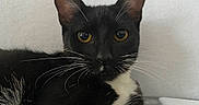 Dum Dum is registered to the contest to win money with this photo: animal, background, black_and_white, cat, close_up, cute, domestic_cat, ears, face, feline, fur, indoor, looking, pet, portrait, resting, soft_light, tuxedo_cat, whiskers, yellow_eyes