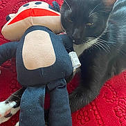 Dum Dum is registered to the contest to win money with this photo: animal, black_cat, cat, closeup, companion, cozy, cute, feline, indoor, paw, pet, plush_toy, red_blanket, relaxing, resting, snuggling, soft_toy, stuffed_doll, texture, whiskers