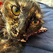 Hoot Hoot is registered to the contest to win money with this photo: animal, cat, close_up, closeup, collar, curious, cute, domestic, face, feline, fur, indoor, lying_down, pet, portrait, relaxed, soft_texture, tortoiseshell, whiskers, yellow_eyes