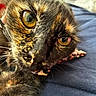 animal, cat, close_up, closeup, collar, curious, cute, domestic, face, feline, fur, indoor, lying_down, pet, portrait, relaxed, soft_texture, tortoiseshell, whiskers, yellow_eyes