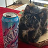 Hoot Hoot joined the competition — help win amazing prizes! arizona, beverage, cabinet, can, cat, cozy, drink, feline, floor, furniture, iced_tea, indoor, living_room, pet, pizza_box, red_blanket, relaxed, television, tortoiseshell, window