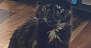 Hoot Hoot is registered to the contest to win money with this photo: animal, box, cat, closeup, curious, domestic_cat, ears, eyes, feline, fur, home, indoor, looking, penguin_illustration, pet, red_blanket, sitting, tortoiseshell_cat, whiskers, wooden_floor