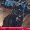 animal, box, cat, closeup, curious, domestic_cat, ears, eyes, feline, fur, home, indoor, looking, penguin_illustration, pet, red_blanket, sitting, tortoiseshell_cat, whiskers, wooden_floor
