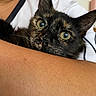 Hoot Hoot joined the competition — help win amazing prizes! animal, arm, blurred_background, cat, close_up, comfort, cuddle, curious, ears, face, fur, green_eyes, human, indoor, pet, portrait, resting, skin, tortoiseshell_cat, whiskers