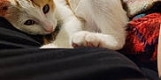 Cali A is registered to the contest to win money with this photo: animal, blanket, calico, cat, close_up, comfort, cozy, cute, domestic_animal, feline, fur, indoor, laying, paw, pet, relaxed, resting, sleepy, soft_texture, whiskers