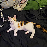 Cali A joined the competition — help win amazing prizes! animal, bed, blanket, calico, cat, curious, cute, domestic_animal, feline, fur, indoor, kitten, lying_down, pet, pillow, relaxed, resting, tail, whiskers, young